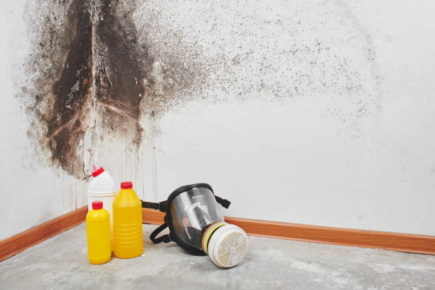 Best Commercial Mold Removal  in Pinecrest, FL