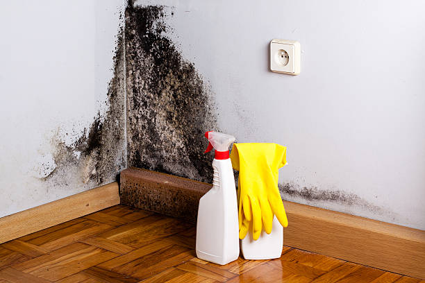 Best Mold Damage Repair  in Pinecrest, FL
