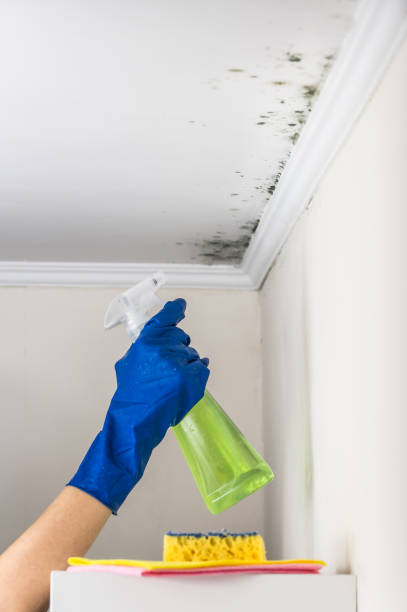 Attic Mold Removal in Pinecrest, FL