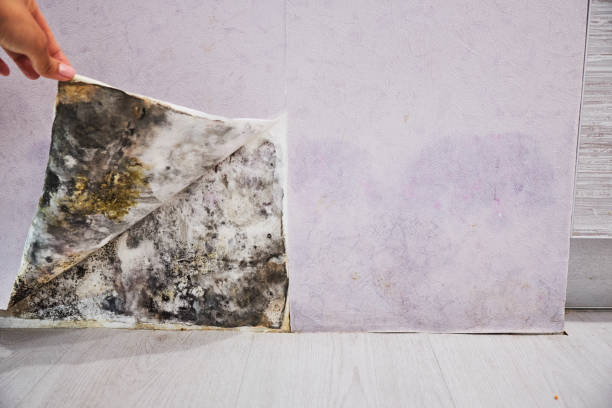 Best Black Mold Removal  in Pinecrest, FL